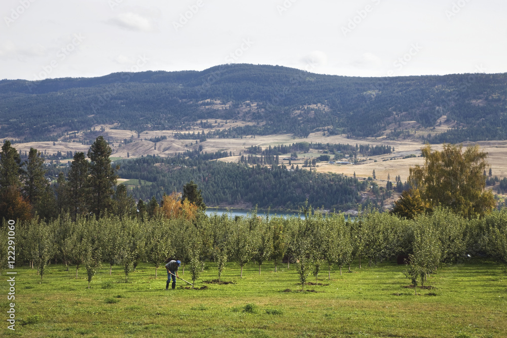A man working in an orchard in the okanagan,British columbia canada A man working in an orchard in the okanagan,British columbia canada