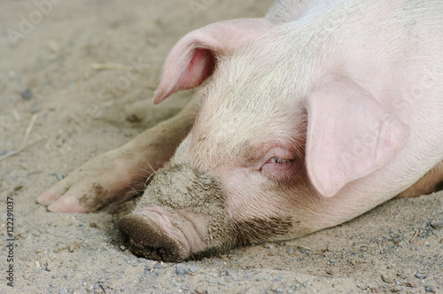 A pig laying in the dirt at the granby zoo,Granby quebec canada photo