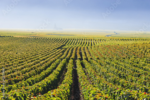 Vineyards,Chamoson valais switzerland photo