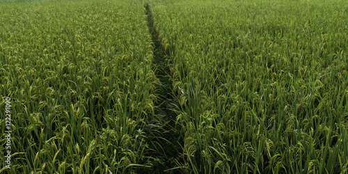 A path through a field with a green crop photo