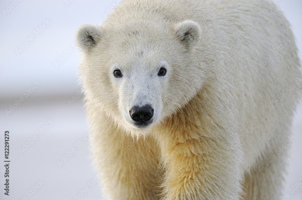 Portrait of polar bear Portrait of polar bear