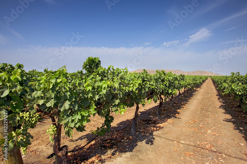 Agriculture - Looking down between rows of an Autumn Royal table grape vineyard in early summer with immature grapes on the vines / Tulare County, California, USA. photo