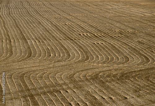Agriculture - Curving rows of soybean stubble in a harvested field / near Flagg, Illinois, USA. photo