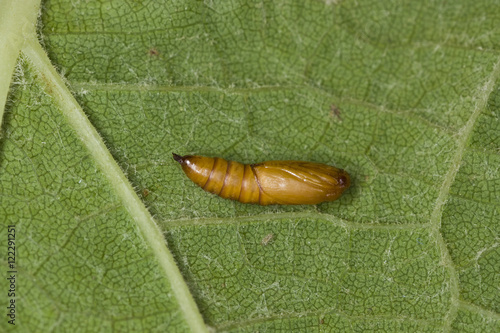 Agriculture - Leafroller pupa on a grape leaf / Napa Valley, California, USA.