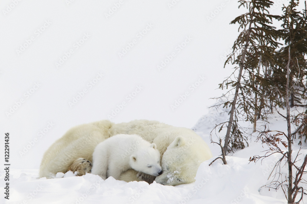 polar bear with cubs polar bear with cubs