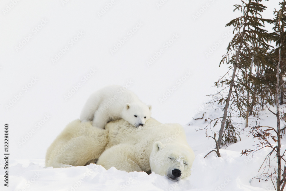 polar bear with cubs polar bear with cubs