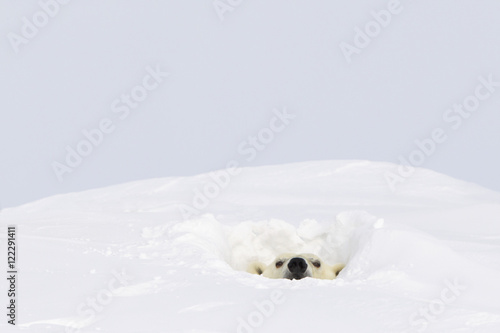 Polar bear (ursus maritimus) sticking it's head out of a den at wapusk national park;Manitoba canada