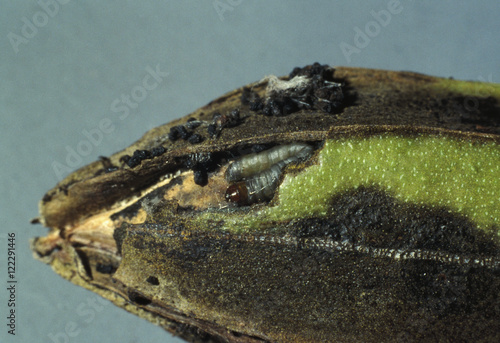 Agriculture - Pecan nut casebearer (Acrobasis nuxvorella Neunzig) larva in a damaged pecan nut shuck / Texas, USA.