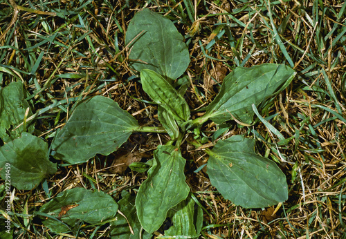 Agriculture - Weeds, Broadleaf Plantain (Plantago major) aka. Common Plantain, Dooryard Plantain, rosette / California, USA. photo