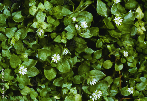 Agriculture - Weeds, Common Chickweed (Stellaria media) aka. Starwort, Starweed, Satin Flower, Tongue-grass, Winterweed, flowering plants / California, USA. photo