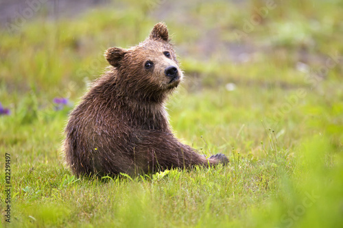 Brown bear  cub in grass