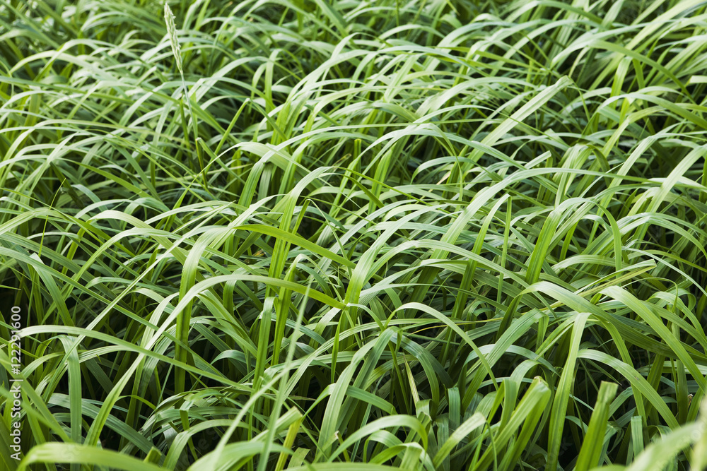 Beach Grass; False Pass, Alaska, United States Of America Beach Grass; False Pass, Alaska, United States Of America
