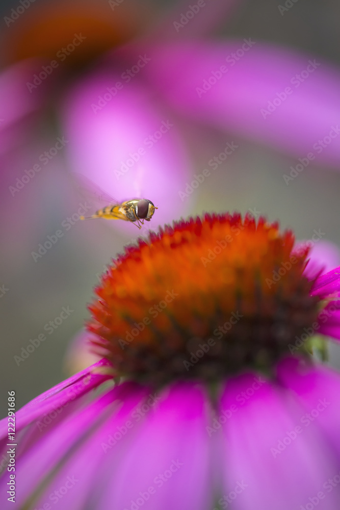 Hoverfly above Echinacea flower, Cambridgeshire, England Hoverfly above Echinacea flower, Cambridgeshire, England