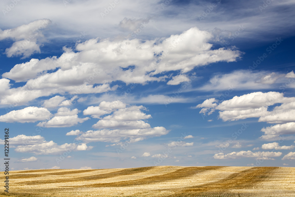Stubble fields with graphic harvest lines with blue sky and clouds, Alberta, Canada
