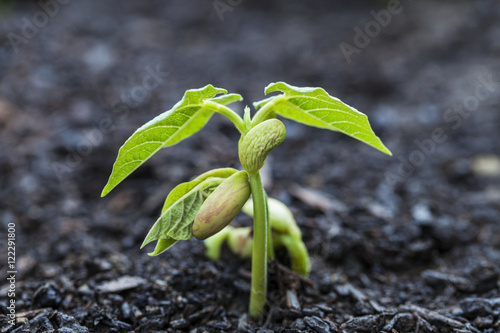 Close up of bean seedlings emerging from the soil and showing their first set of leaves, Toronto, Ontario, Canada photo