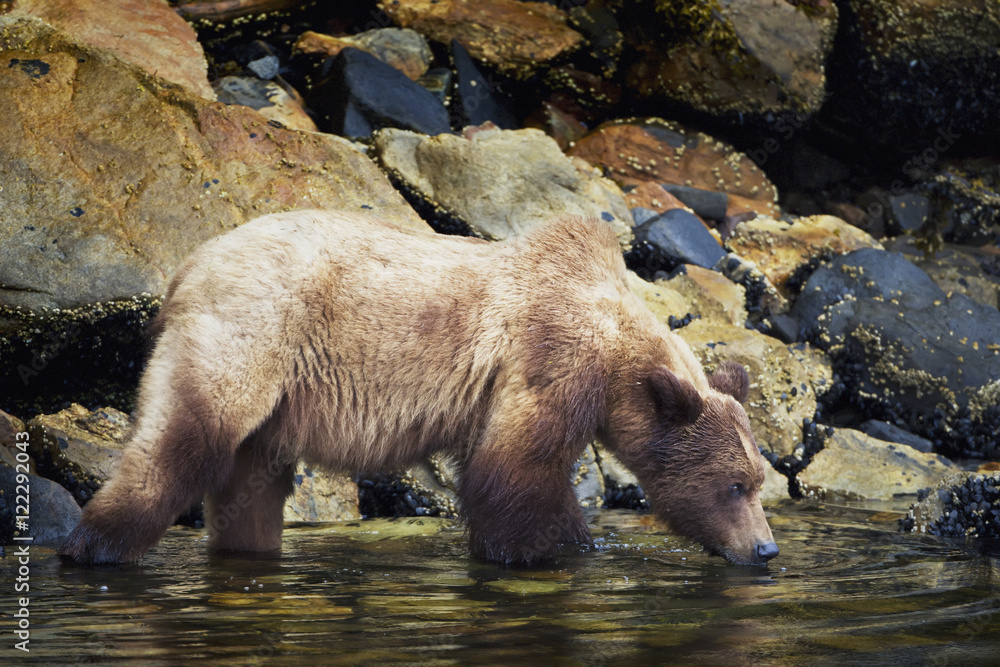 Grizzly bear (ursus arctos horribilis) having a drink of water at the khutzeymateen grizzly bear sanctuary near prince rupert;British columbia canada Grizzly bear (ursus arctos horribilis) having a drink of water at the khutzeymateen grizzly bear sanctuary near prince rupert;British columbia canada