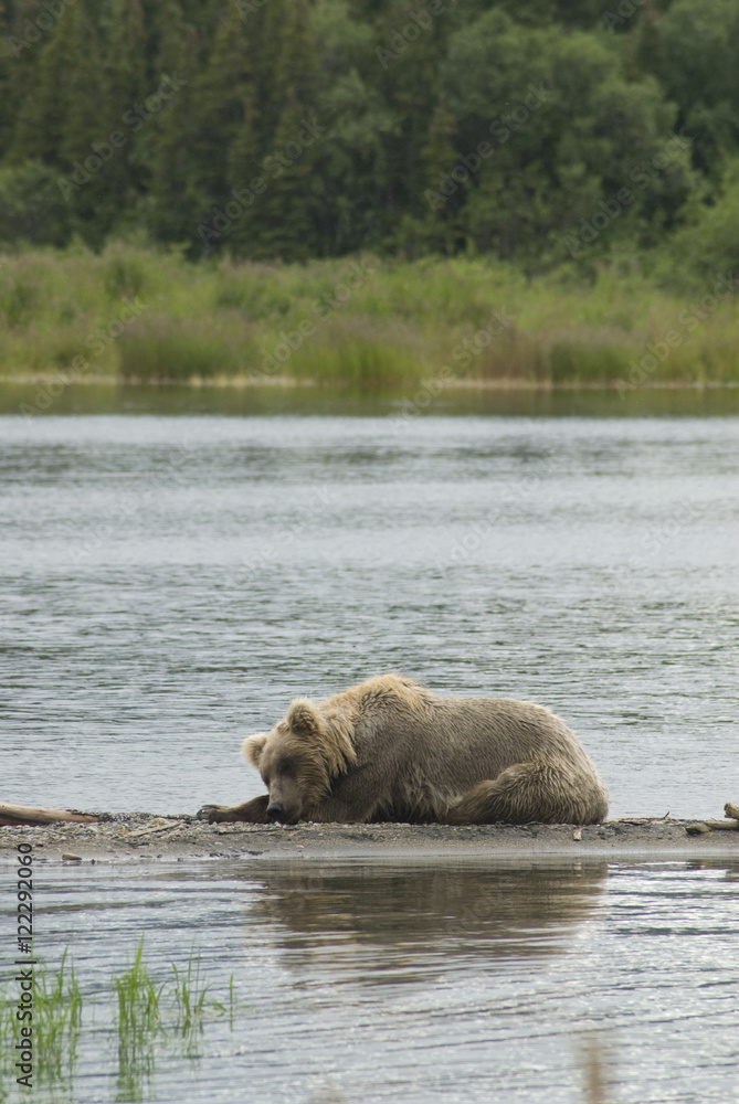 Young brown bear (ursus arctos) resting on the edge of nak nak lake in brooks camp in katmai national park;Alaska united states of america Young brown bear (ursus arctos) resting on the edge of nak nak lake in brooks camp in katmai national park;Alaska united states of america