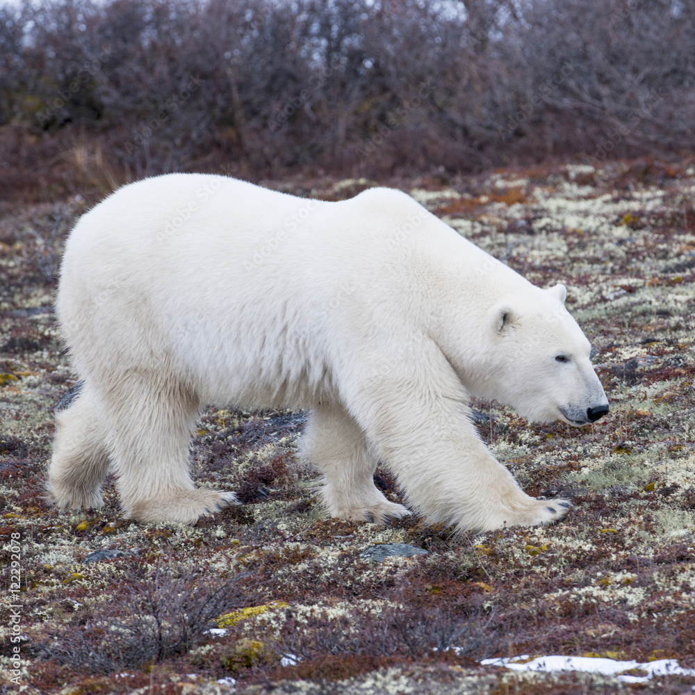 A Polar Bear (Ursus Maritimus) Walking On The Tundra; Churchill, Manitoba, Canada A Polar Bear (Ursus Maritimus) Walking On The Tundra; Churchill, Manitoba, Canada