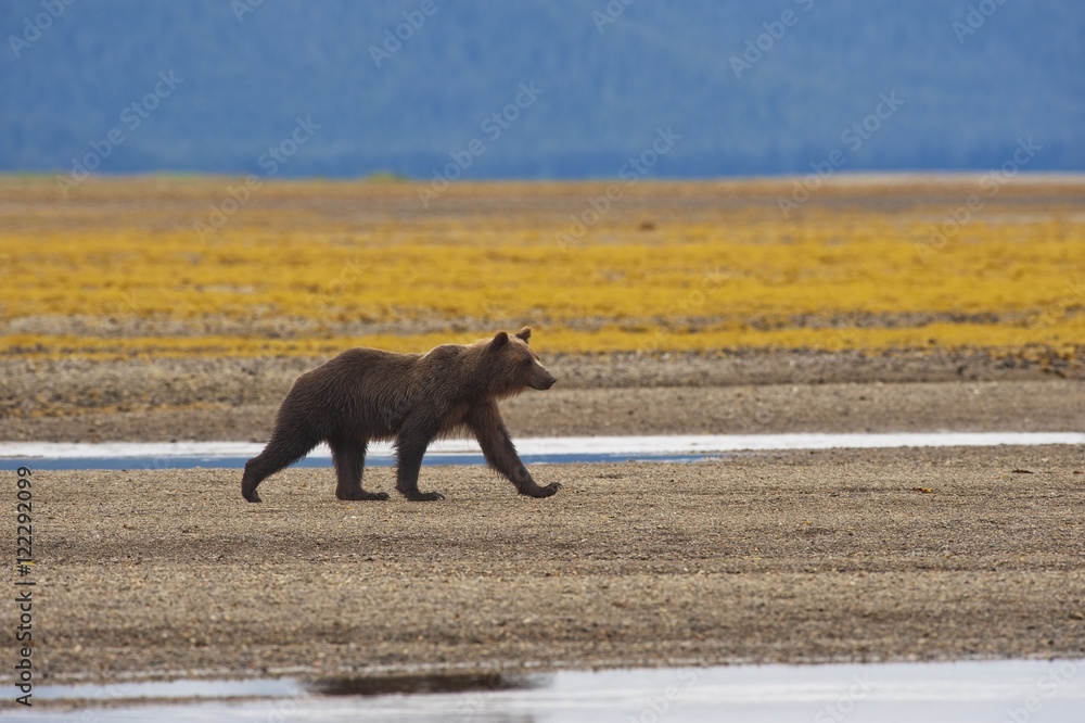 A Brown Grizzly Bear Walking By A Stream; Tenakee Springs, Alaska, United States Of America A Brown Grizzly Bear Walking By A Stream; Tenakee Springs, Alaska, United States Of America