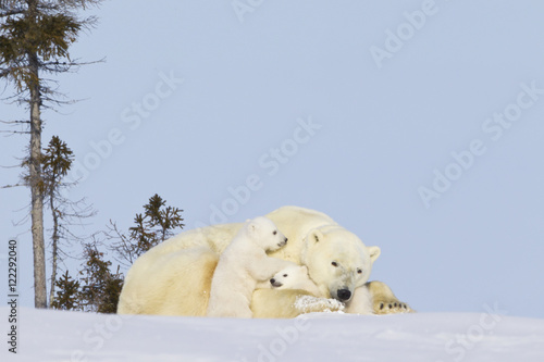 Polar bear (ursus maritimus) sow and cubs sitting in late afternoon sun at wapusk national park;Manitoba canada photo