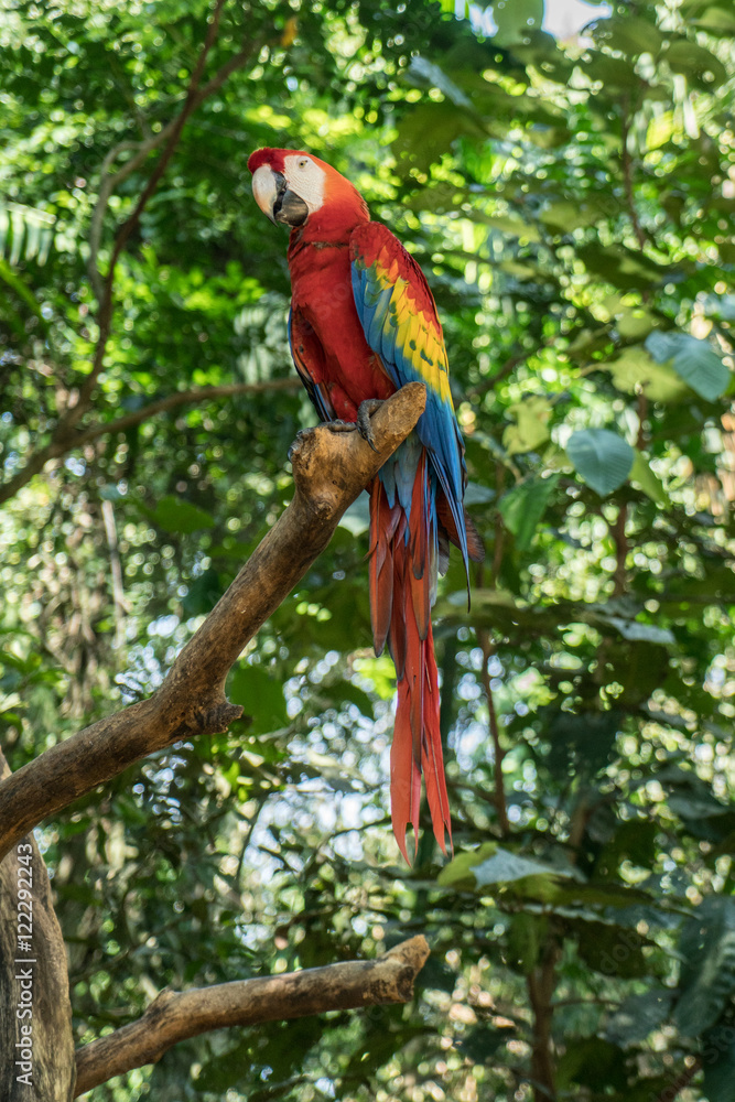 Colorful Scarlet Macaw parrot  on the Jungle