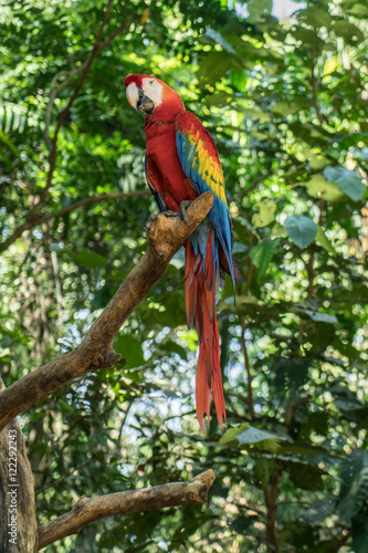 Colorful Scarlet Macaw parrot  on the Jungle