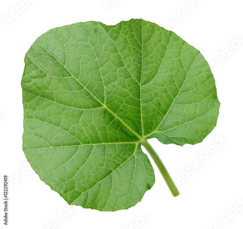  opo squash leaf