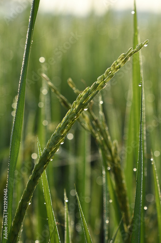 Rice field in the morning.