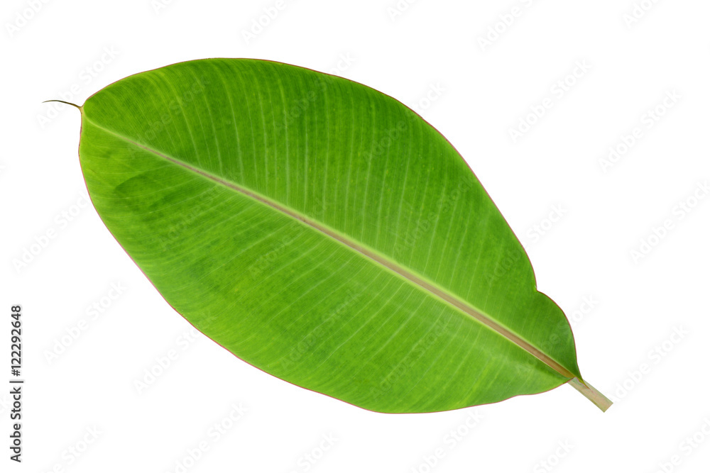 Obraz premium Banana leaf on a white background.