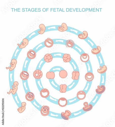 vector illustration stages of fetal development. isolated on white background. Pregnancy. Fetal growth from fertilization to birth, fetus development. Embryo development.