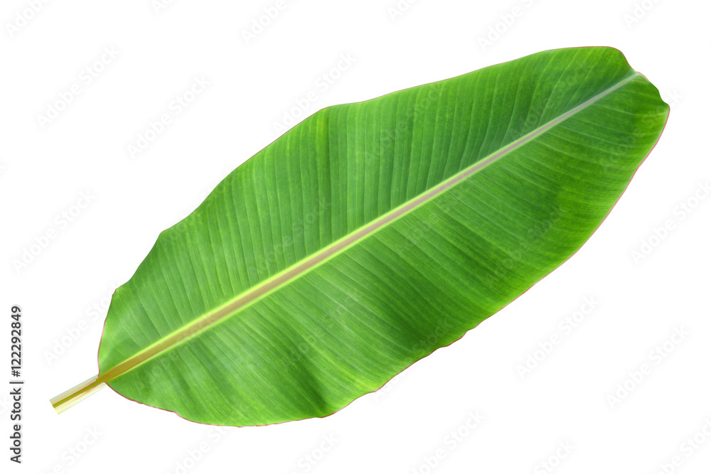 Fototapeta premium Banana leaf on a white background.