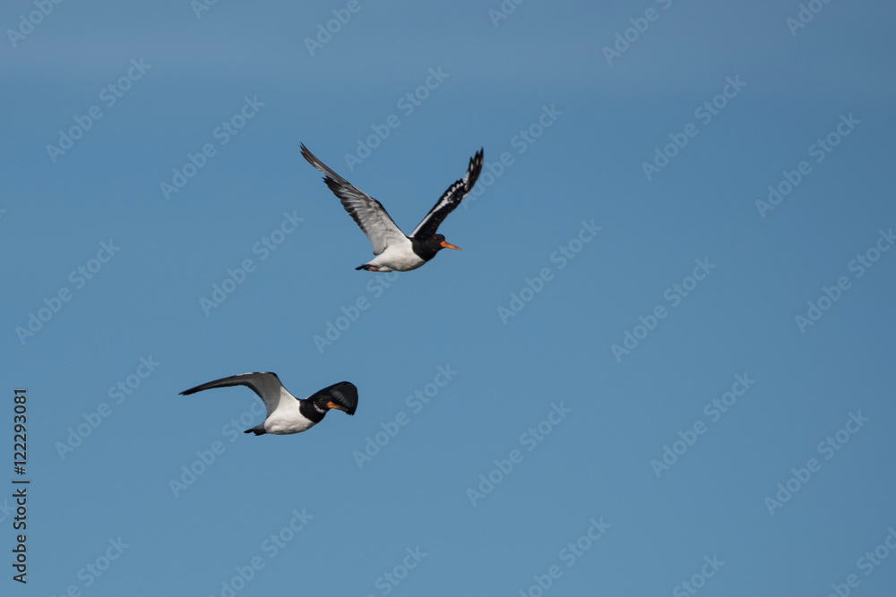 Eurasian Oystercatcher, Haematopus ostralegus Eurasian Oystercatcher, Haematopus ostralegus