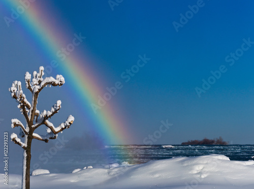 Winter landscape with single snow covered tree and rainbow in blue sky © peter