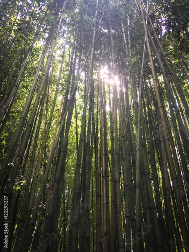tall chineese bamboo