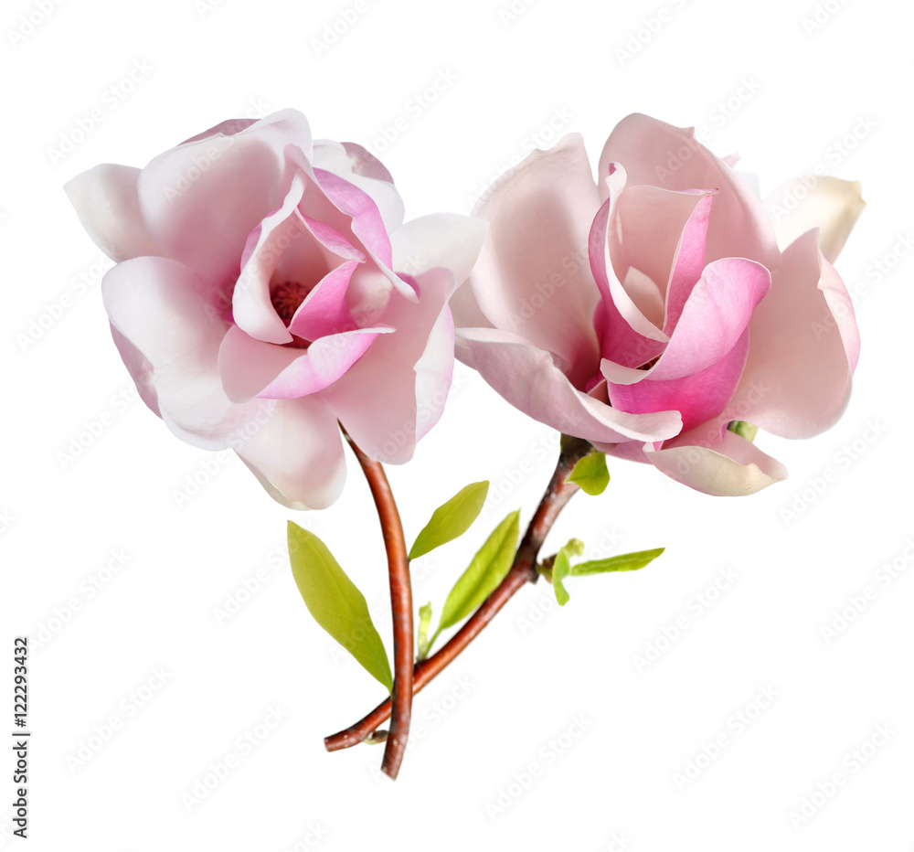 Fototapeta premium pink magnolia