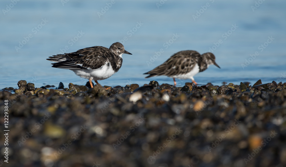 Ruddy Turnstone, Turnstone , Arenaria interpres Ruddy Turnstone, Turnstone , Arenaria interpres