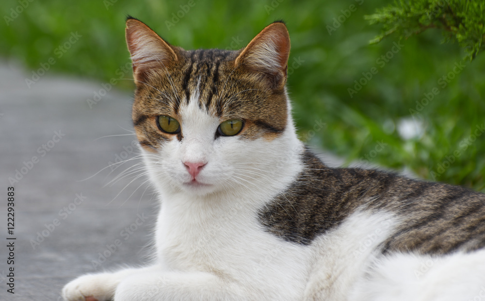 Fototapeta premium Young cat lie down on foot pavement.