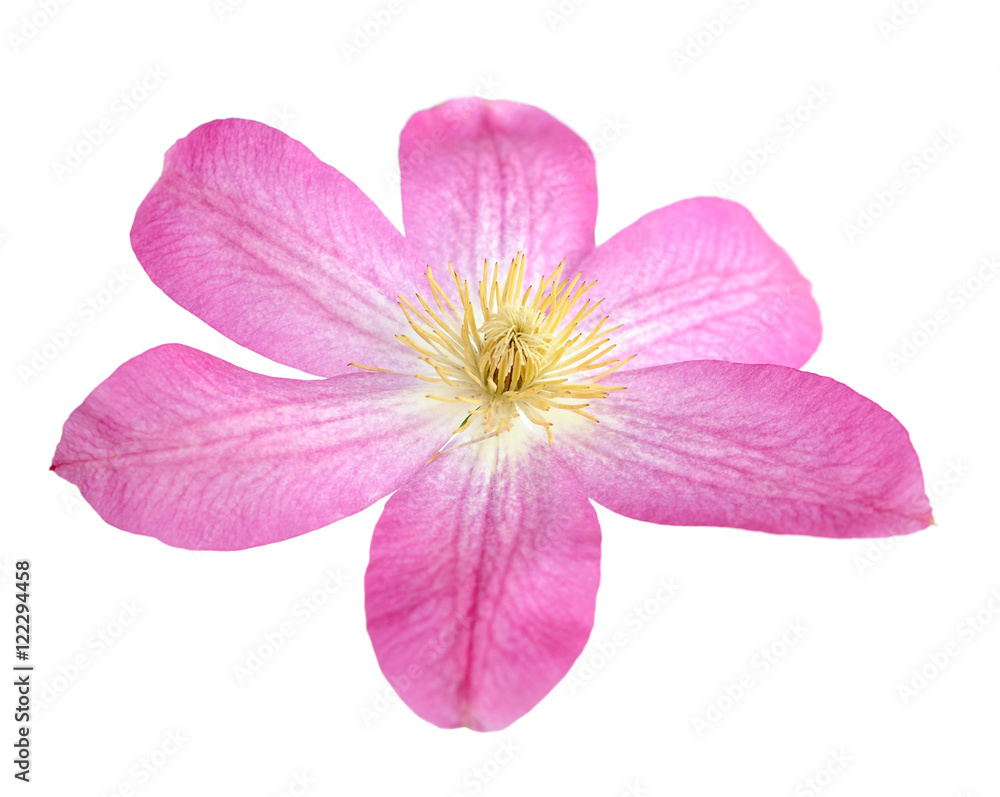 beautiful pink clematis