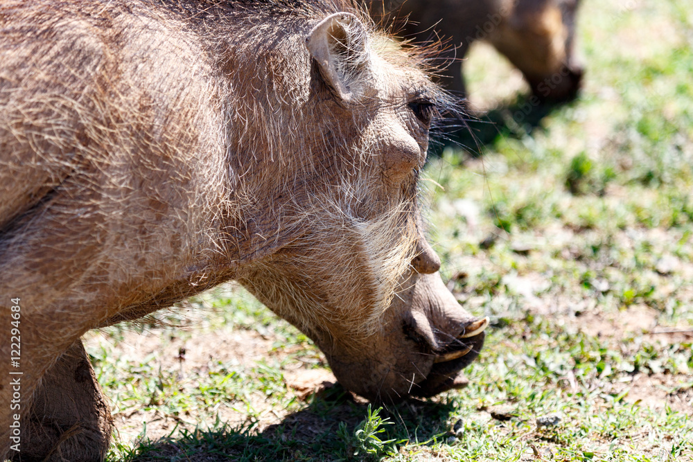 Fototapeta premium Food