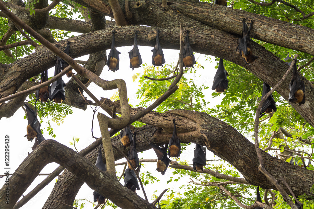 Fototapeta premium big bat chicken sleep on the tree