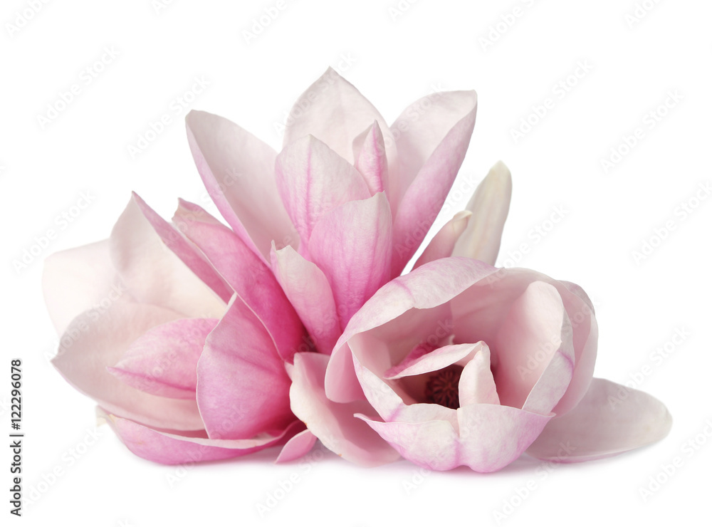 Fototapeta premium magnolia flower