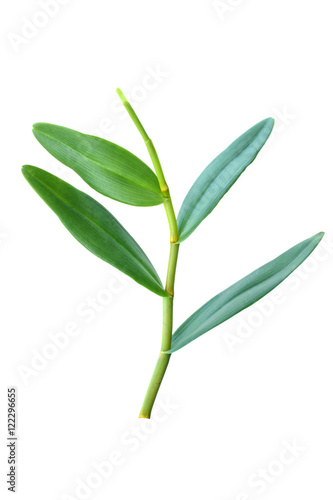 Orchid tree on a white background