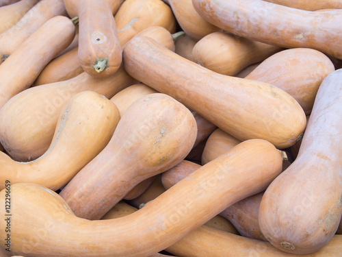 Harvest: Heap of Lunga Di Napoli Italian Squash, Cucurbita moschata photo