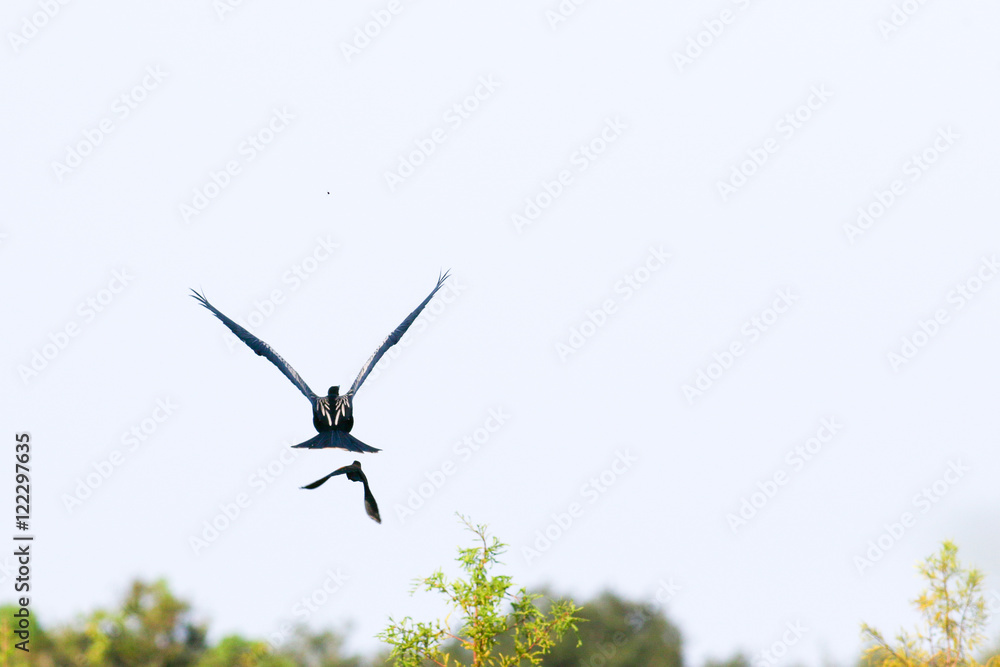 Obraz premium ANHIGA