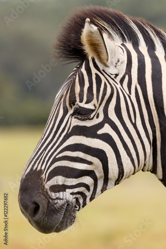 Burchell s Zebra Portrait