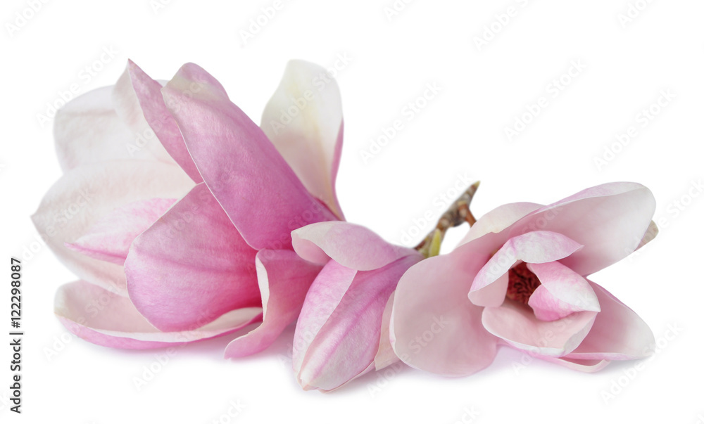 Naklejka premium kwiaty magnolii