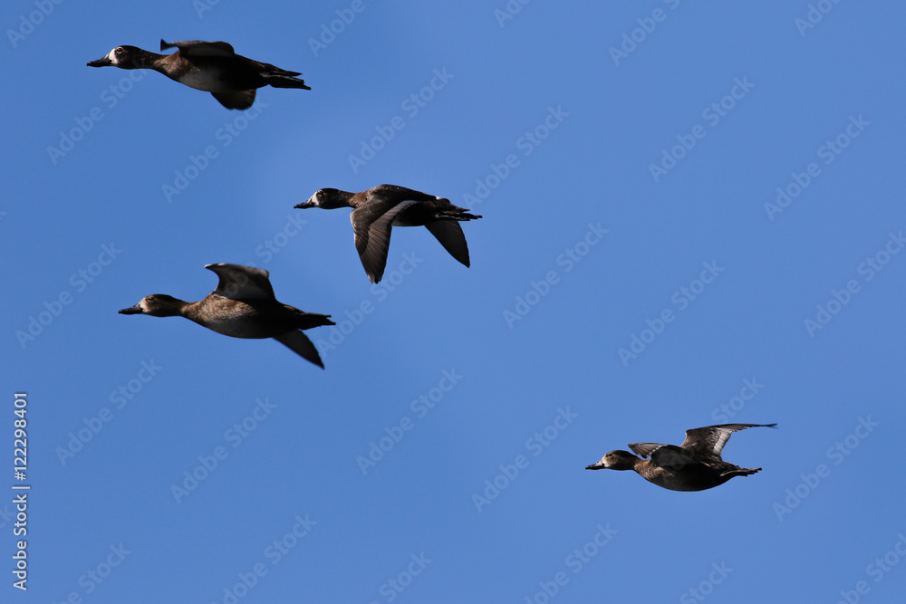 Obraz premium Duck