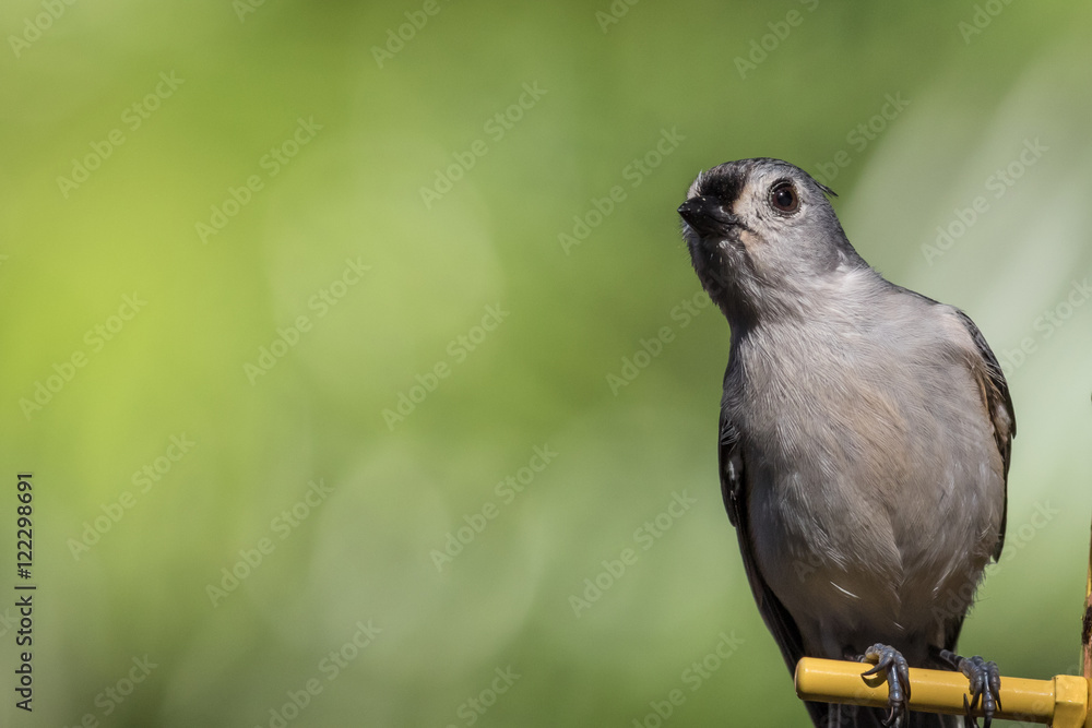 Obraz premium Titmouse