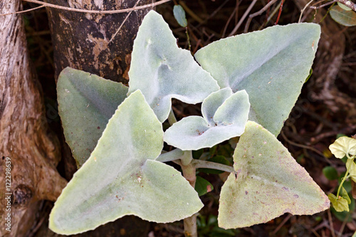 Green Plant photo