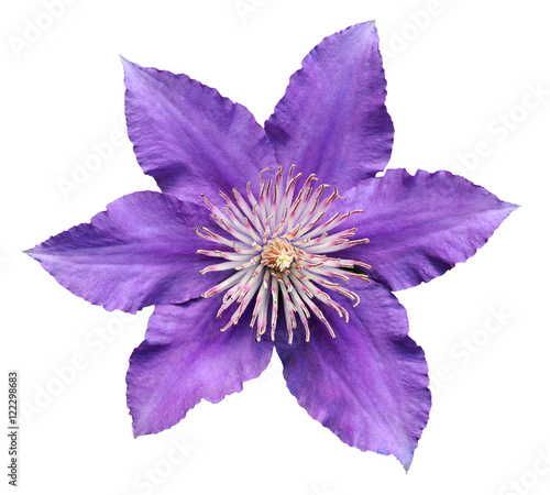 purple clematis